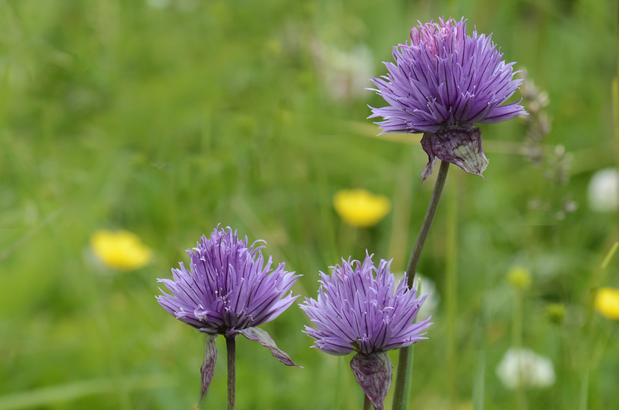 Allium schoenoprasum / Erba cipollina